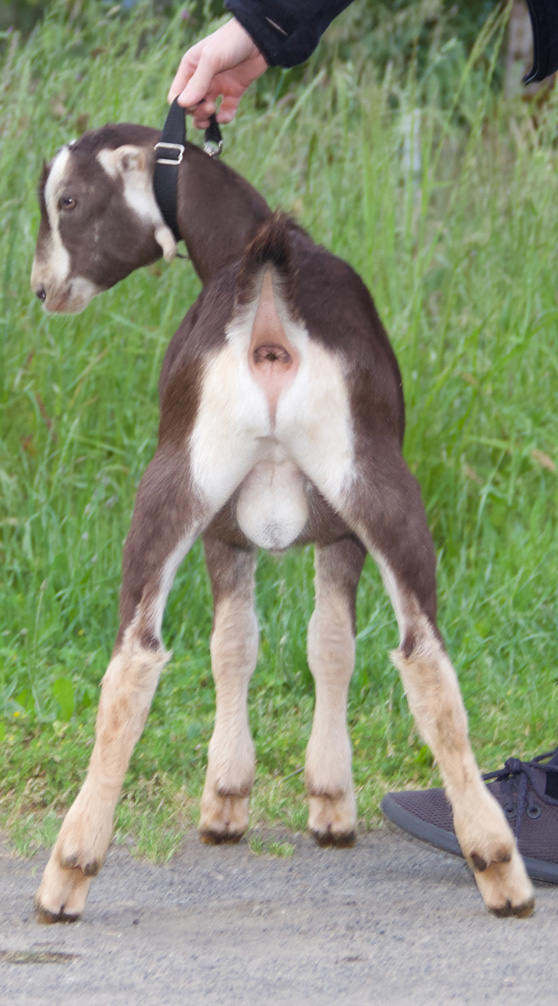 la mancha kid rear view